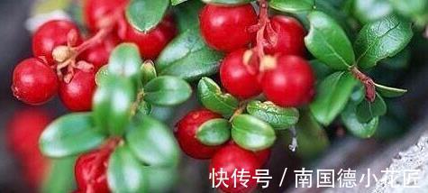 补血|一野果,2粒就可“补血”,是补血“良药”,能美白肌肤,抗衰老