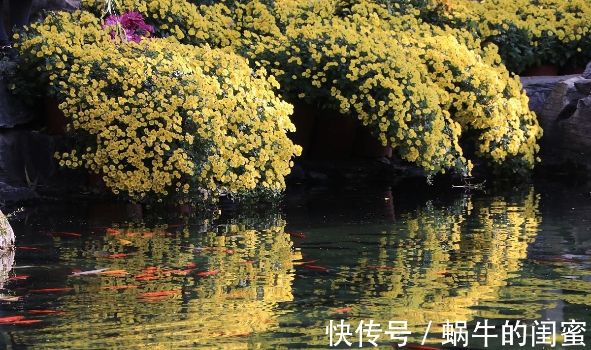 步秋#七律:步秋(新韵)