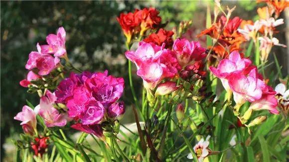 好看|还在养绿萝家里养盆“香香花”,好看好闻,清香四溢精神好!