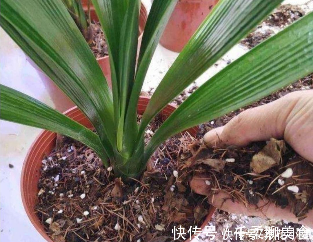 烂根|养君子兰，掌握4个养护“技巧”，根系粗壮，叶子油绿光亮
