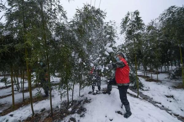 浙江分社|开工第一天杭州这场雪，东北人都说“服气”！