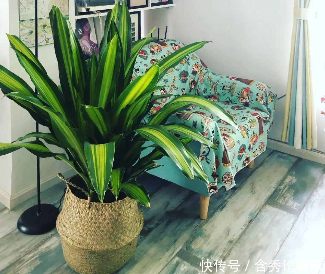 风信子|懒人适合养什么花,浇水少,不挑土,它比人还懒!