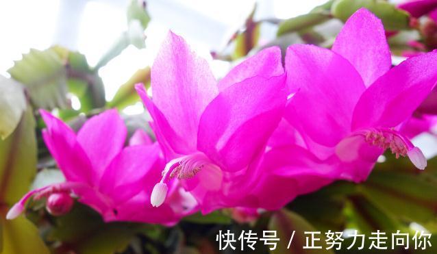 蟹爪兰开花后,赶紧做5件事,又会开成“大花球”