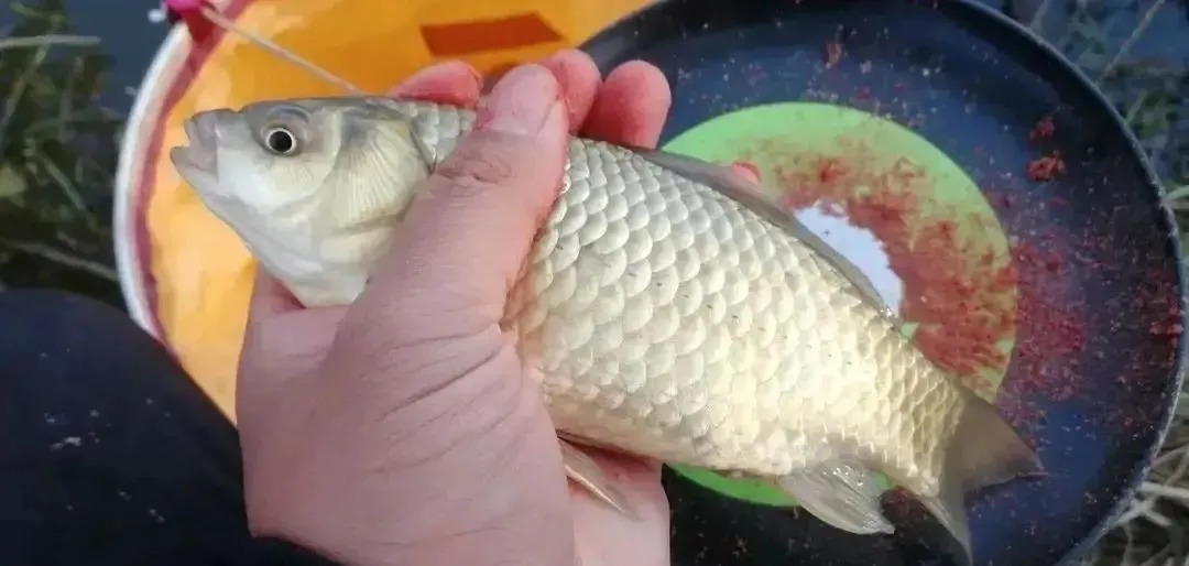 入冬后钓鲫鱼的黄金公式!在什么地方都能用,20年钓鱼人的经验