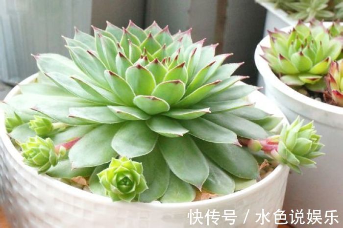 观音莲|丢在石缝中也能生长的多肉盆栽，大半年不管还爆盆，美极