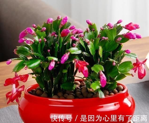浇水|做好这几点,蟹爪兰到了夏天也不怕,轻松度过高温期