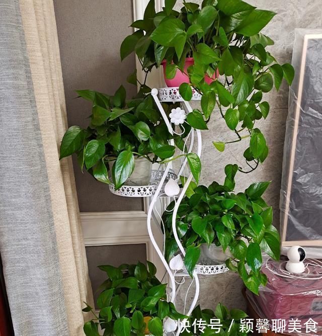 家里有6种花，赶紧擦点啤酒，保管长得绿油油，效果比施肥还好