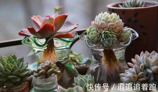 老干妈瓶养多肉，不用土只用水，叶子疯狂吸水3天变胖！