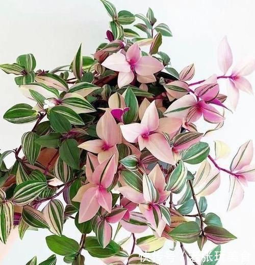 盆栽|4种花堪称花中仙子,花朵超美,开花勤快,种植容易,是盆栽佳品