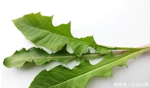 喝了蒲公英茶有什么好處？