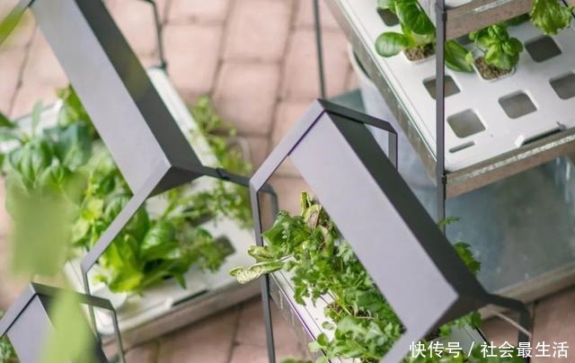 外国人发明的“室内小菜园”,一年四季长爆盆,太神奇了……!