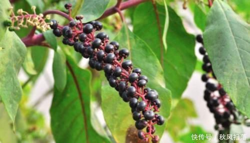 农村|农村常见的“土人参”,能清热解火,解毒散瘀,降血压,你认识吗