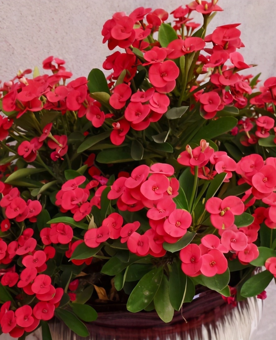 花草|花草为什么要“打顶”打顶有两个好处，掌握技巧才能爆盆