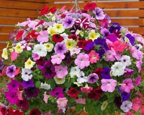 阳台就养这几朵花,花开不断并且漂亮花期还长,保证谁养谁喜欢