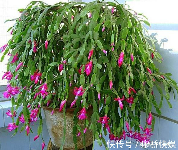 什么淘米水、黄豆水都不如“这种水”,肥效温和持久,盆土不板结