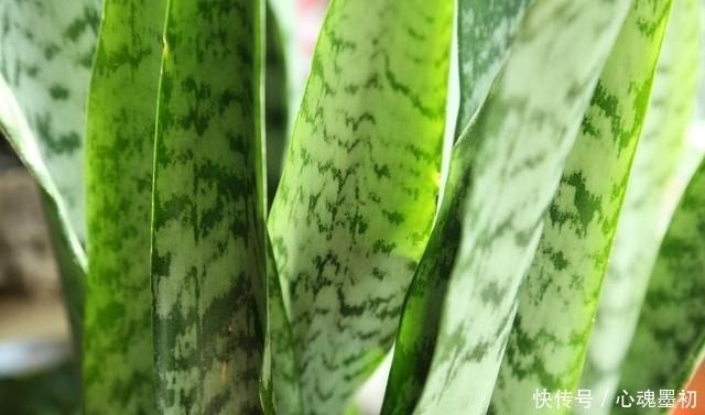 卧室就养4种花,“养人”又养气,不是没有道理!