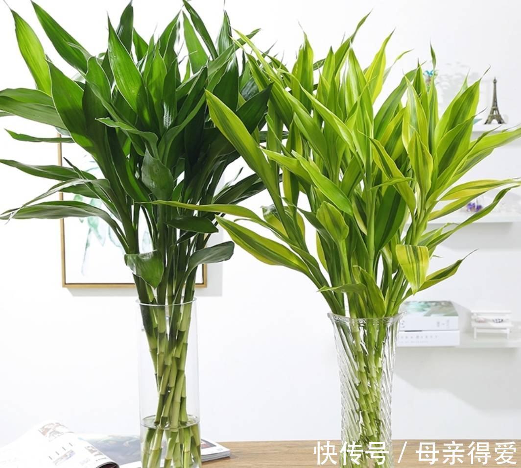 8种“漂亮花”别晒大太阳，一晒就耷拉，客厅不见光，养成绿森林