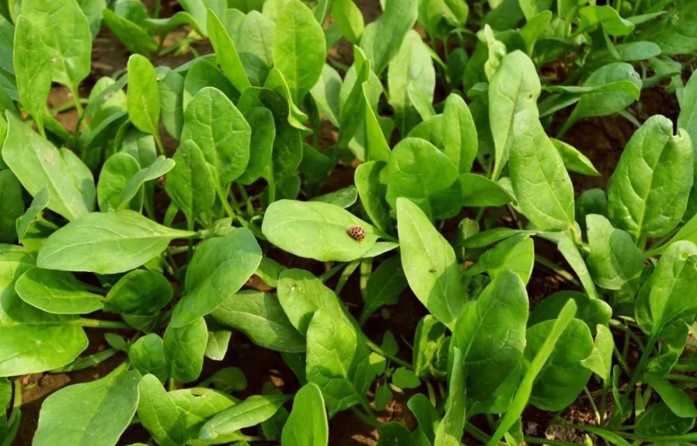 花园|在家种个菜都这么美,还要什么花园?