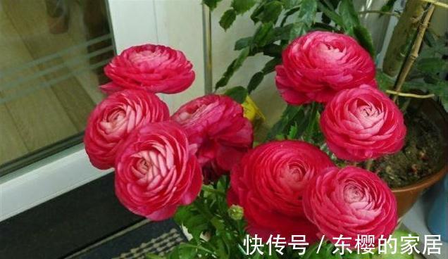 花期最长4种花,漂亮似牡丹,轻松一养就爆盆,不要错过