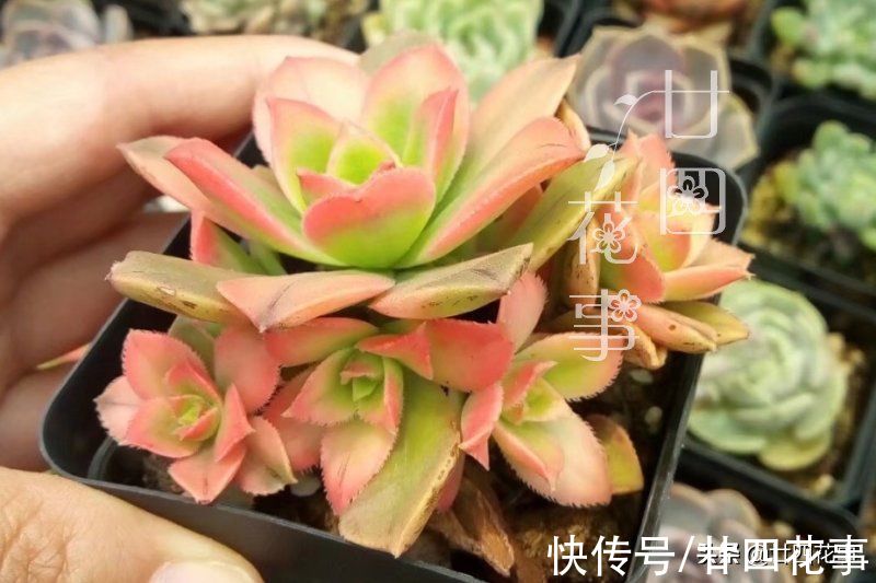 廿六|新手养多肉，常犯5个误区，不是多肉不好养，是你不会养