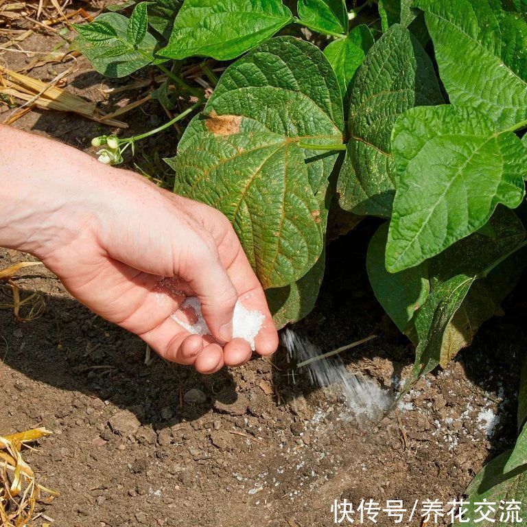 养花时分清植物缺乏哪种肥料，黄叶及时用这种肥，快速恢复翠绿