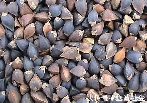 血糖|血糖高的人别怕，不起眼的天然胰岛素，每天吃点，血糖慢慢降下来