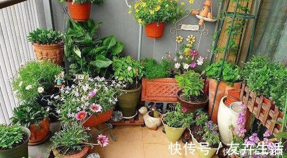 干旱|养花“干透浇透”你真的懂吗?很多人做错了,难怪盆土板结!