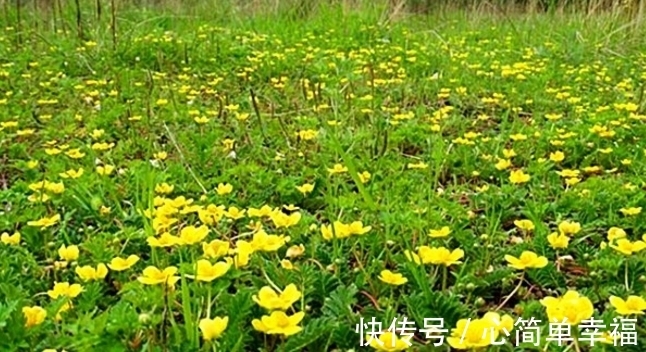 陵菜|长在草地上的“莲花菜”，其果被誉为“人参果”，常食益处多