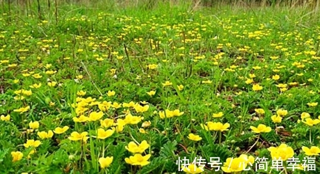 陵菜|长在草地上的“莲花菜”,其果被誉为“人参果”,常食益处多