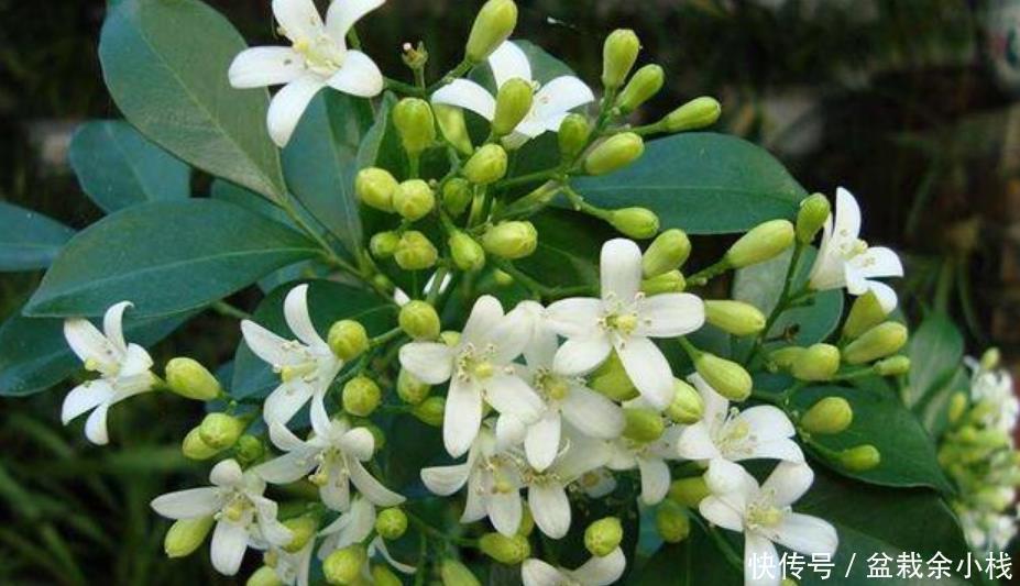 绿萝|4种花比牡丹还漂亮，比绿萝还好养，年年花开不断，一盆开花100朵