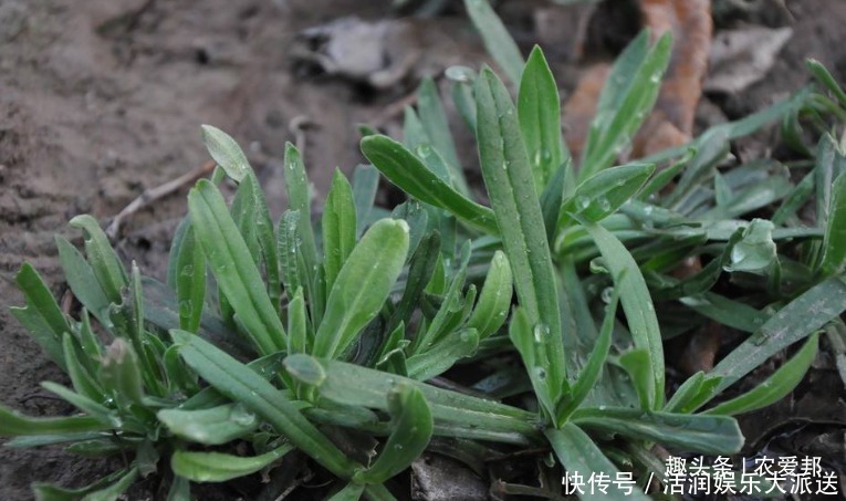  它面条菜|这样一种野菜它的味道很鲜美，名字却很奇怪，深受城里人推崇！