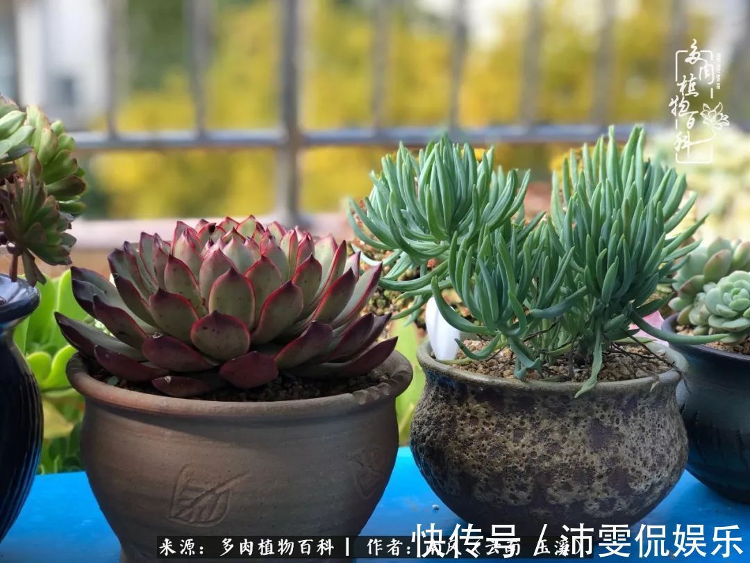 深秋里,种多肉、赏多肉、会肉友,马不停蹄快乐多!