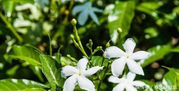 5种开花机器,越晒花越多,阳台有一盆满屋都飘香