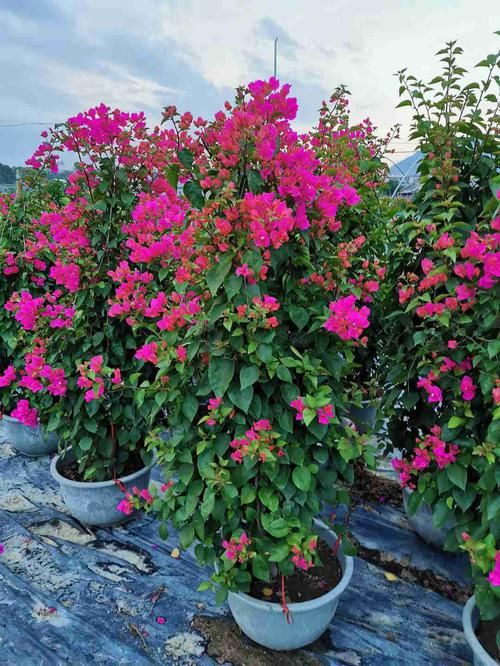 养花试试这几款,万紫千红,放在阳台美极了