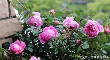 生根剂|最厉害的生根剂,盆里放一点,蹭蹭长出大白根,养啥都旺盛!