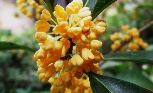 四季桂|农历7月2号起,最适合养这些花,花美若牡丹,耐热好养活