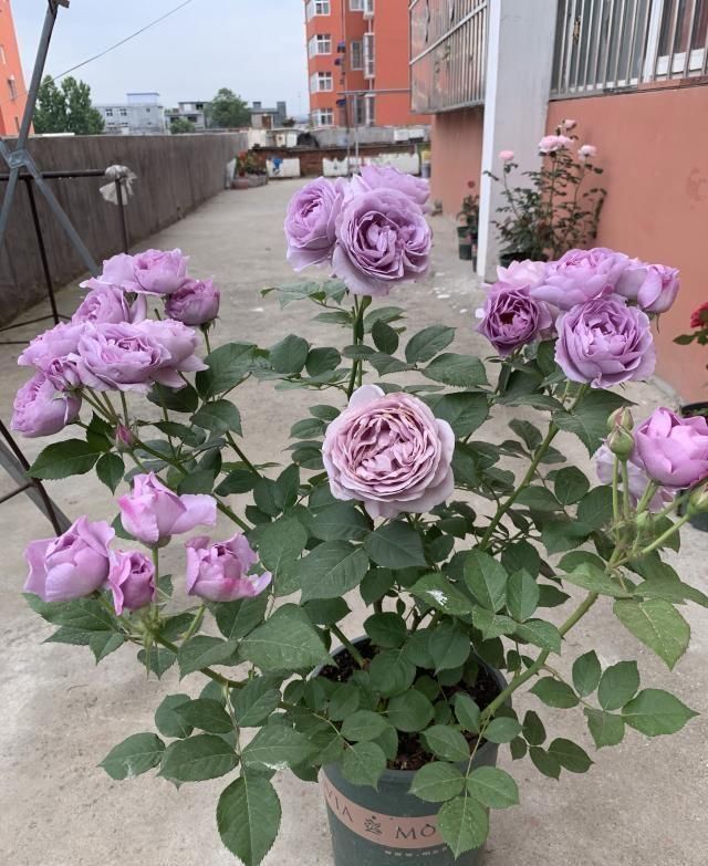 浇灌|3种药片是个宝，拿来养花效果好，浇花水里加一点，养啥“旺”啥