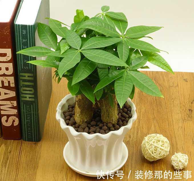 植株|发财树盆栽长得慢?调控好这4点,侧芽新枝呼呼窜