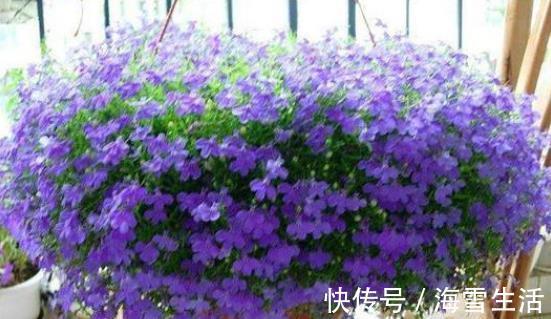 还在按天给花浇水？那你的花离死不远了