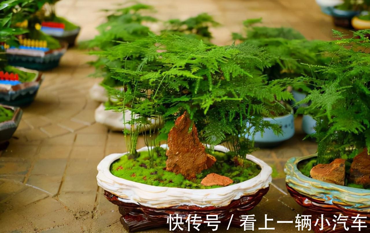 十二月养文竹,在“三位置”留点水,芽笋“咕噜”冒,养成小老桩