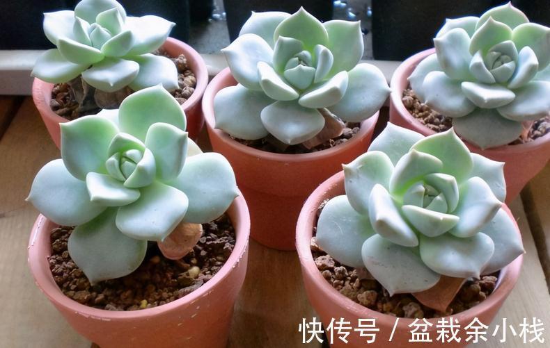 浇水|秋季给多肉浇水，掌握住这4个小技巧，爆盆肥叶很简单