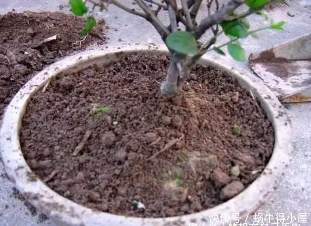 植物|这5种花以后不要买了，很多人被坑了还不知道！