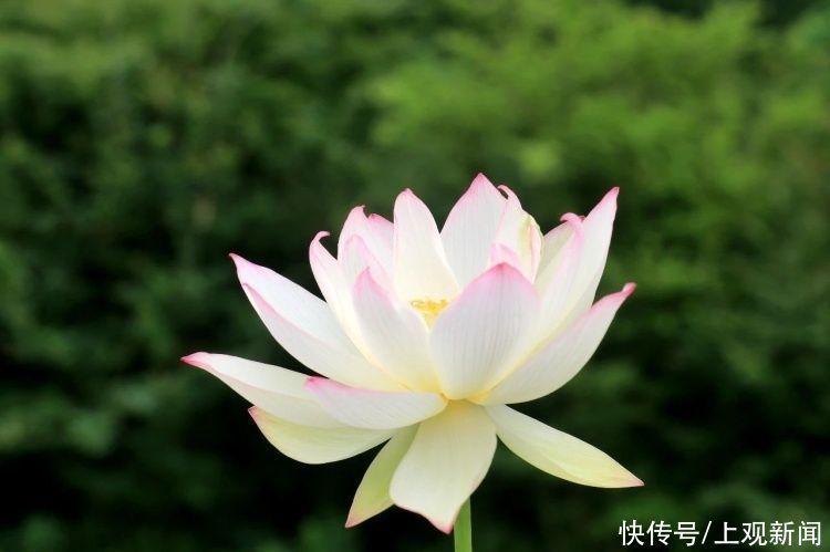 荷花|“四蒂睡莲”长什么样?一起来花博园看荷花、莲花群芳争艳