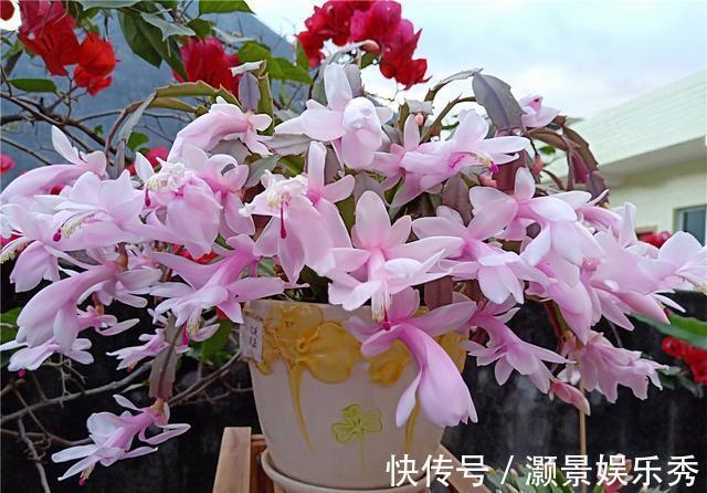 休眠|6种花淋雨就会“烂”,下雨最好放屋里,别忽视