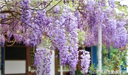 农村|农村4种能爬藤的漂亮花，种在家里一年爬满阳台，花开得爆多！