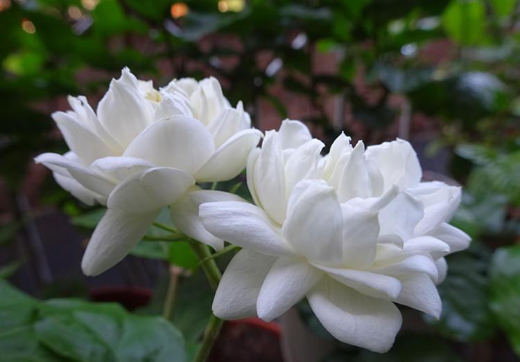 养茉莉,首先搞清楚这些习性,才能花开爆盆