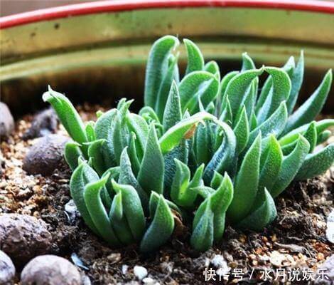 休眠期|7月,多肉到了休眠期,注意“2件事”,秋季变得越来越美,状态佳