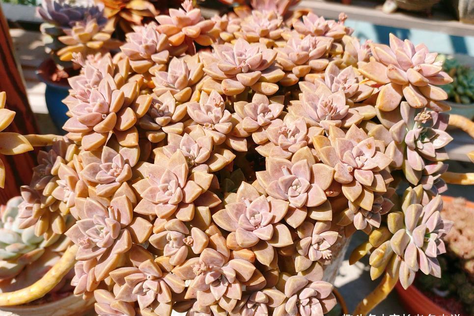 阿伦培阿伦培|寻找夏天能纯露养的多肉?那你怎么能错过粉嫩甜美的阿伦培呢?