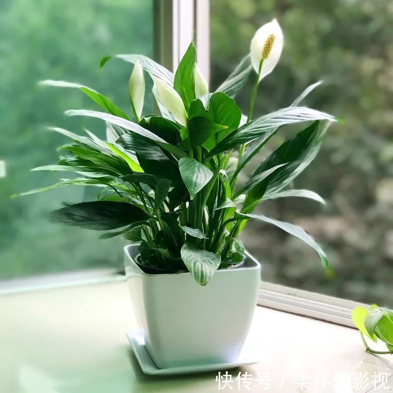 长寿|要想身体健康长寿,家庭必备的几种植物!