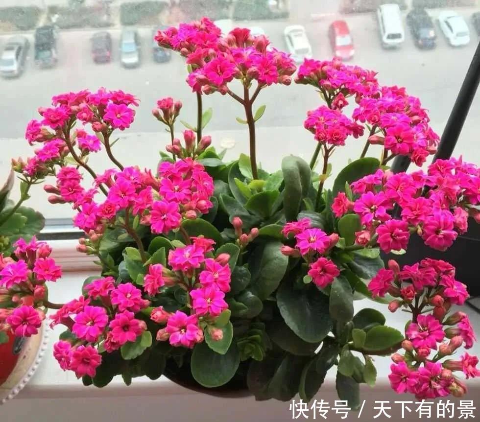 长寿花养护中需要注意这“3点”，年复一年养成老桩照样能爆花